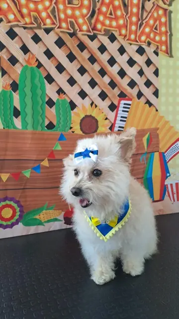 Cachorro branco de pelo cacheado com laço azul, no cenário de festa junina