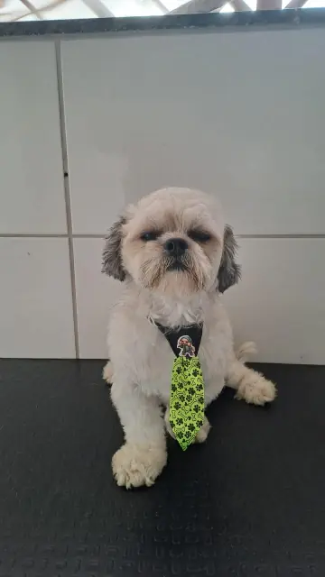 Shih tzu creme com gravata verde de ossinhos em cima da mesa de tosa