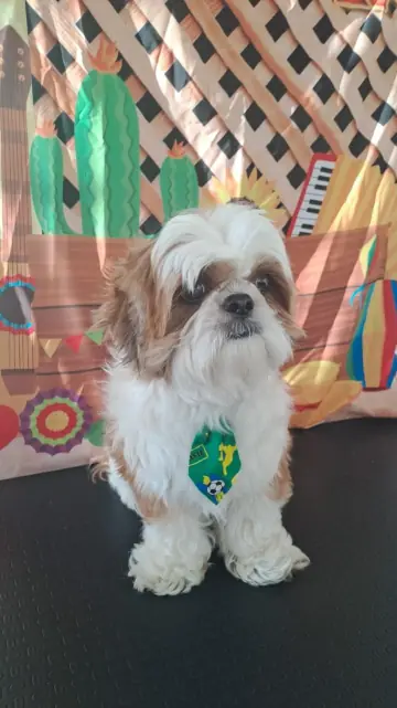 Shih tzu marrom e branco de gravata do Brasil, no cenário de festa junina